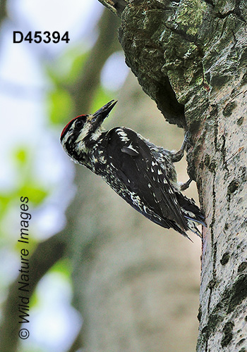 Yellow-bellied Sapsucker (Sphyrapicus varius)